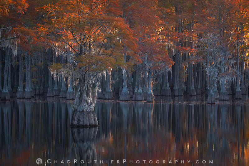 Cypress Autumn
