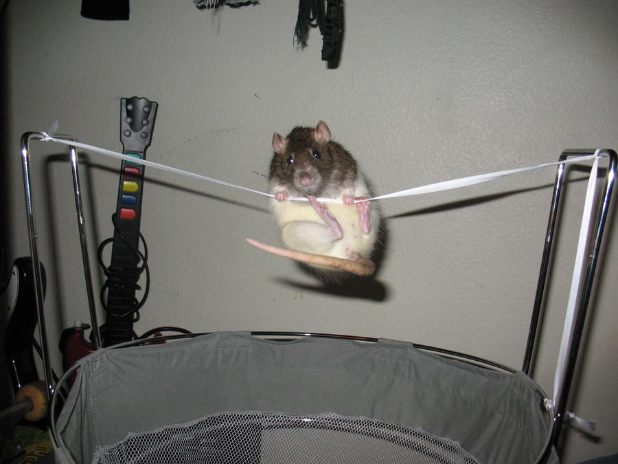 Acrobatics Rats Acrobatic Rat by BrokenBabe15 on DeviantArt