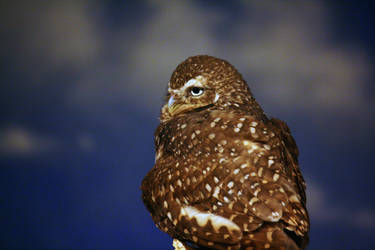 Burrowing Owl