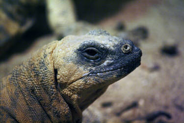 Reticulate gila monster