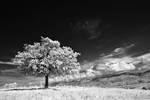 The tree - IR photo II by rott-man