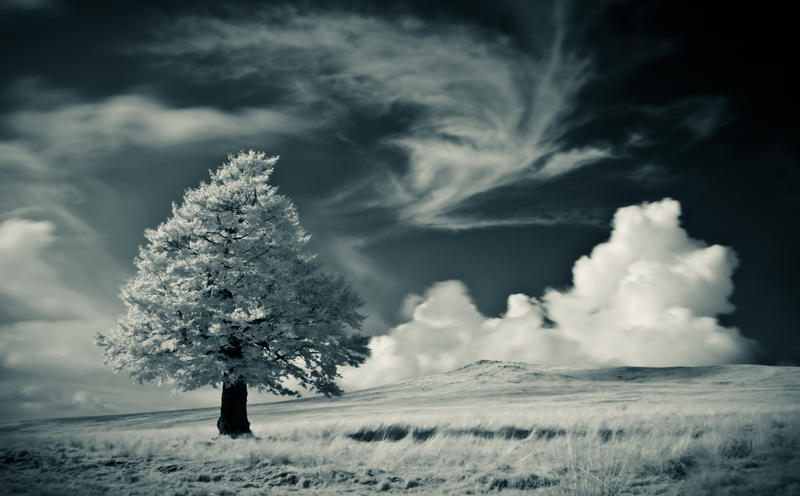The tree - IR photo III by rott-man