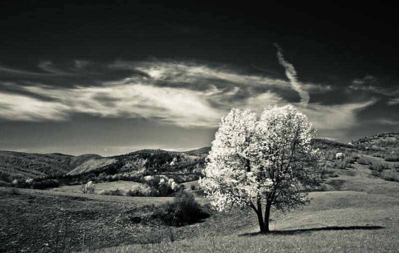 Spring black and white by rott-man on DeviantArt