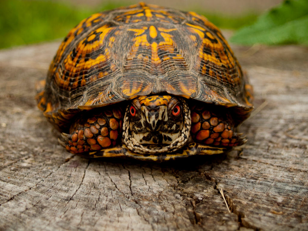 Box Turtle up close by 04mmartist78 on DeviantArt