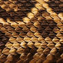 Diamond Back Rattlesnake skin