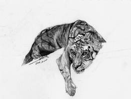 Realism Practice | Tiger