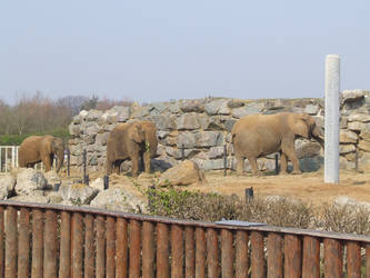 Elephant Trio