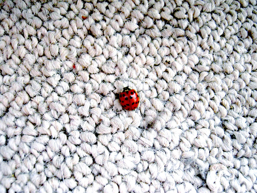 Ladybird