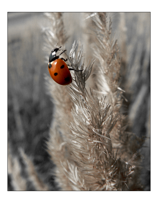 Coccinelle II