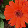 Gerber Daisy III