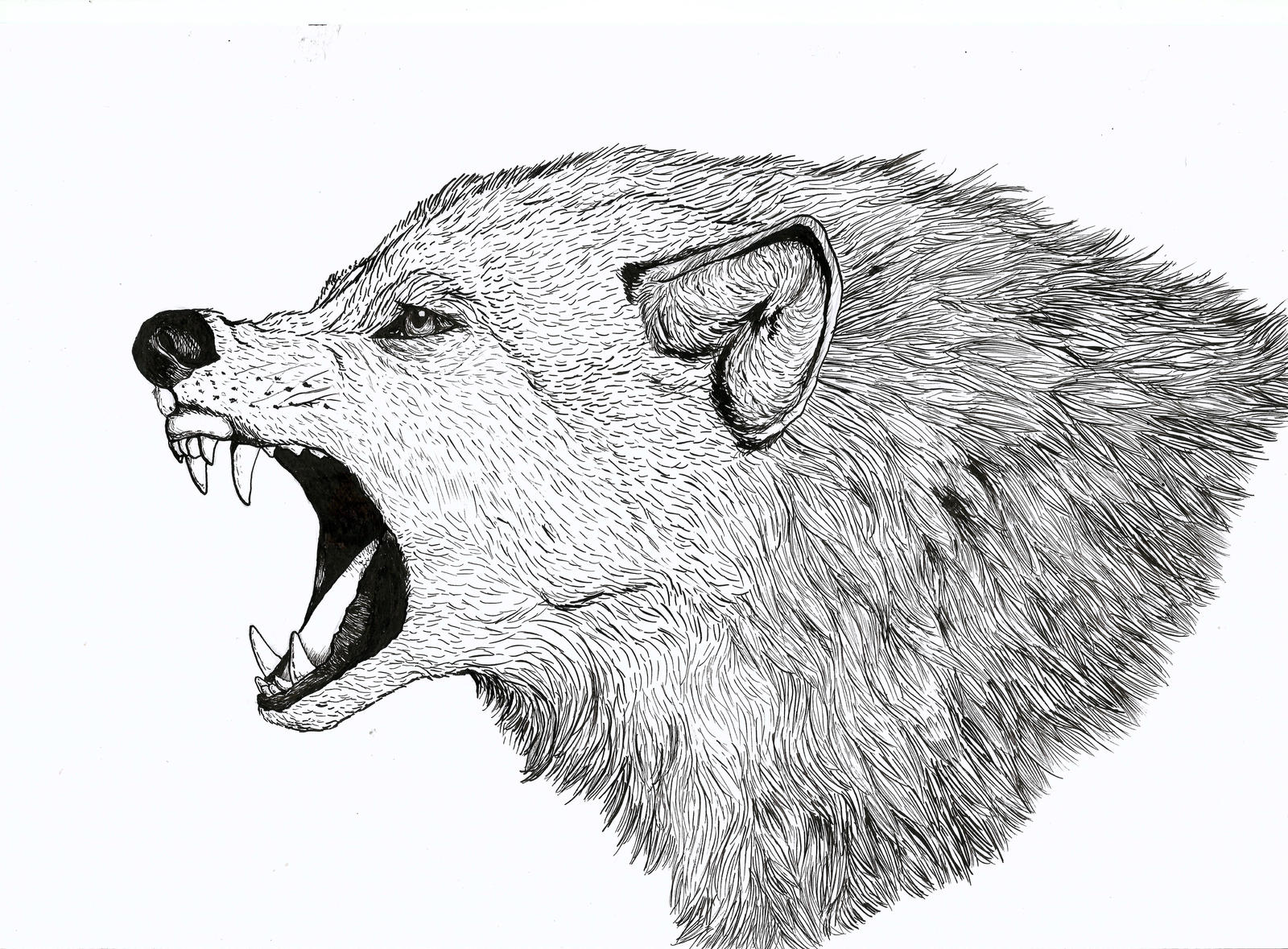 Pen and Ink Wolf