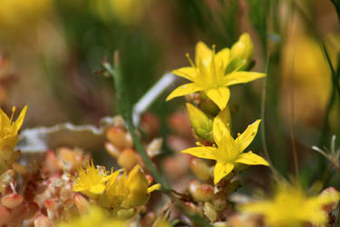 Stars of nature