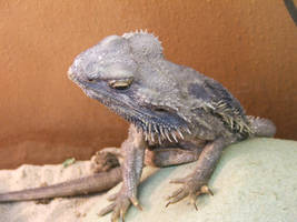 Beardie 006...