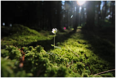 Forest Floor