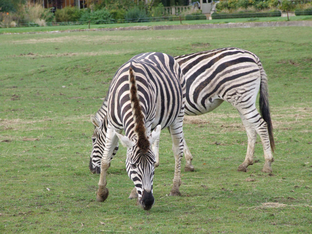 zebra