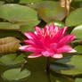 water lily