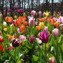 tulips and more tulips