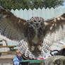 Great Horned Owl