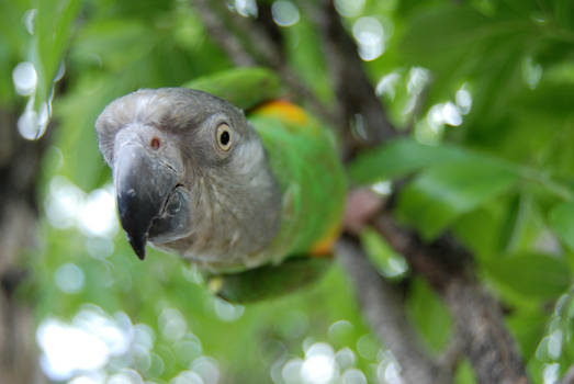 Senegal Parrot in a Tree