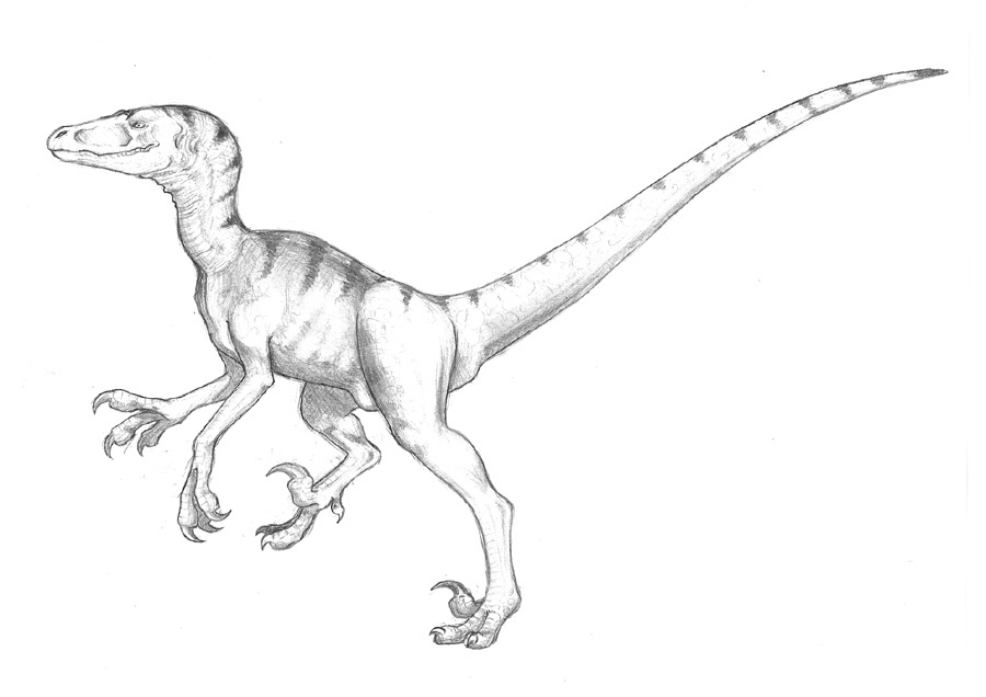 Utah Raptor Simple Utahraptor by Hiyath on DeviantArt