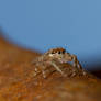 Brown Jumping Spider