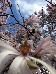 Magnolia Flowers