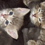 Kitties 1