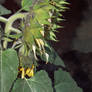 Creepy Sun Flower