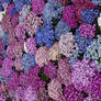 Garden of Disneyland