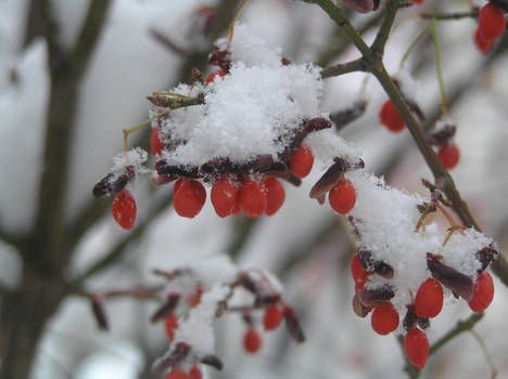 Frosty euonymus berries