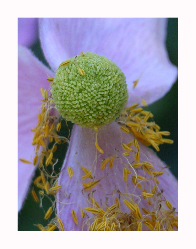 Anemone hybrida