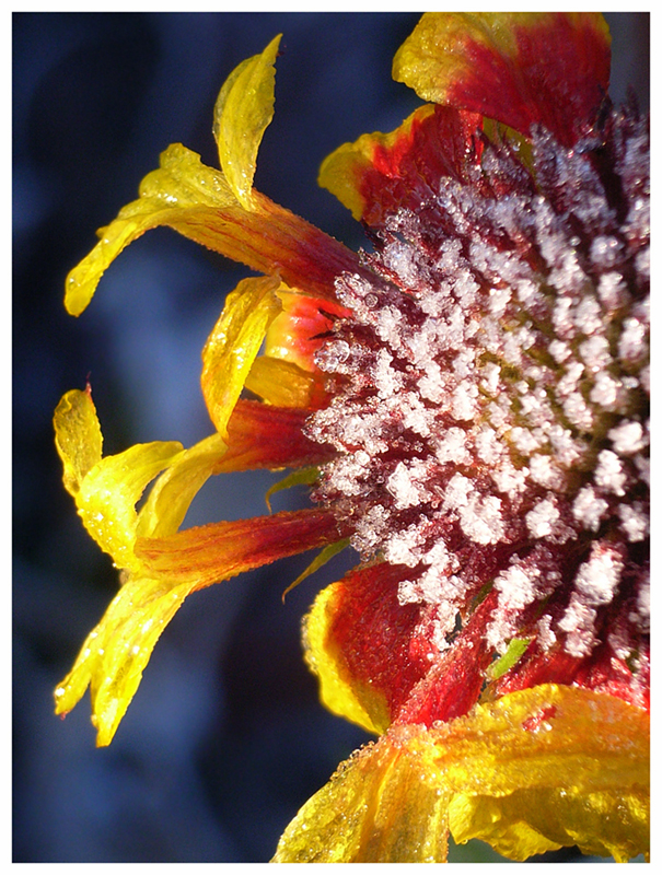 Gaillardia on the rocks