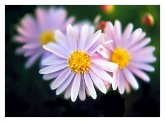 New York Aster