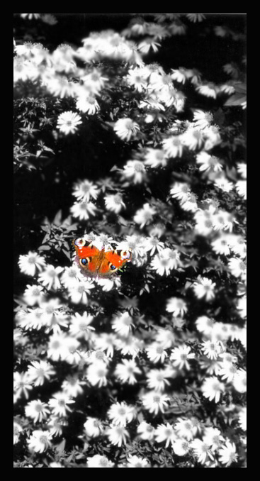 New York Aster Butterfly 2