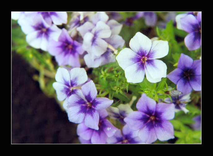 Purple Phlox