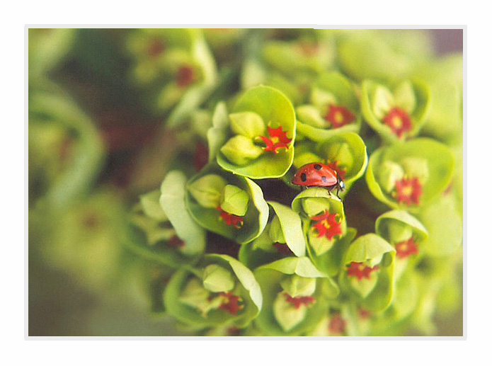 Ladybug and Euphorbia