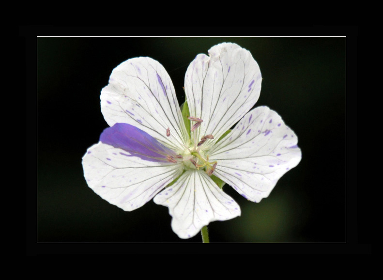 Splish Splash Geranium II