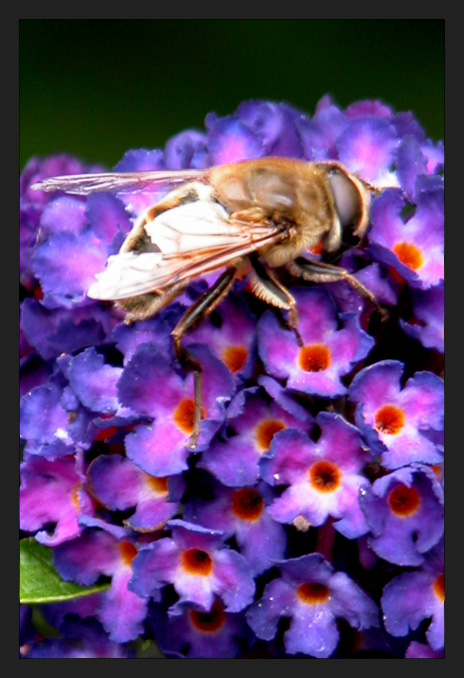 Buddleia or Butterfly Bush