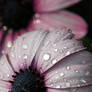 Osteospermum: sunrise