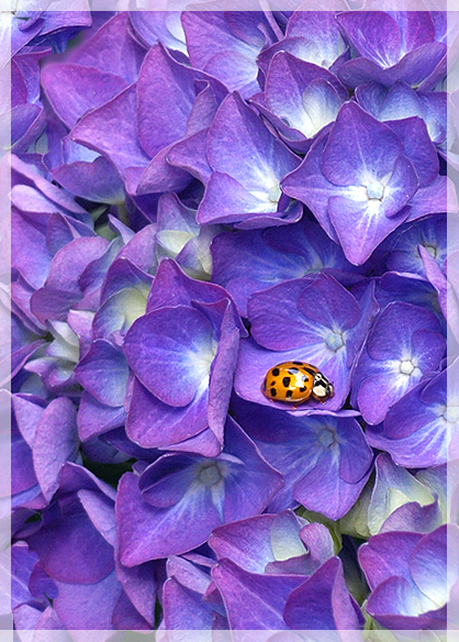 Ladybug blue