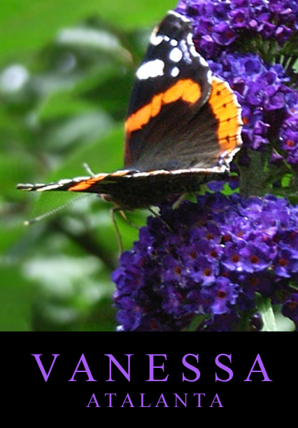 Vanessa Atalanta