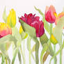 Tulips (yellow and pink)