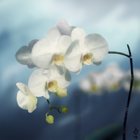 Orchid Study