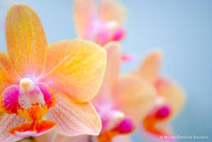 Orchid