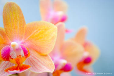 Orchid