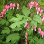 Bleeding hearts