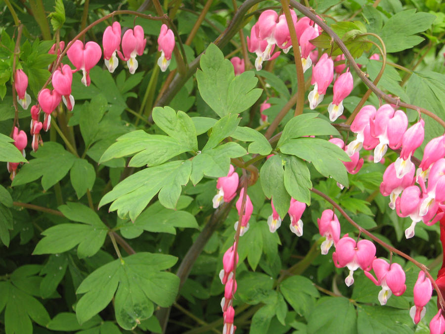 Bleeding hearts