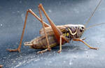 Grasshopper 3 by Nazahnel-stock