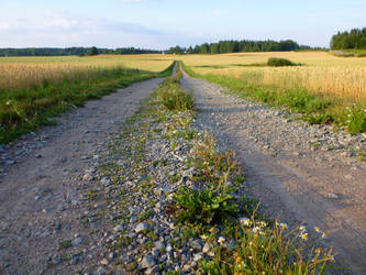 Road Through The Fields 1