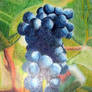 Grapes